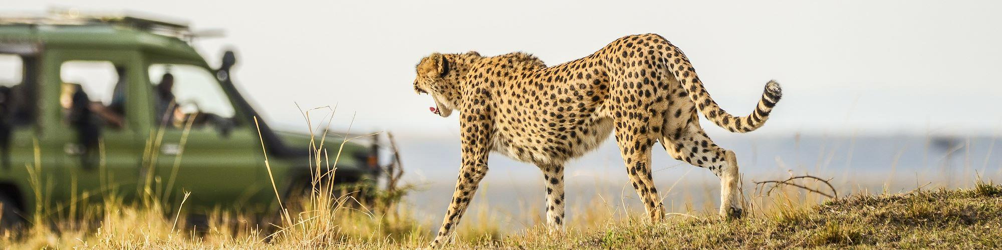 Road Trip en Lodge © JENNIFER/stock.adobe.com - Safari en 4x4 dans le Parc national Kruger - Afrique du Sud