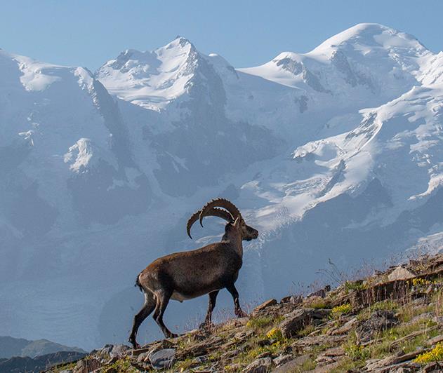 Le Tour du Mont Blanc