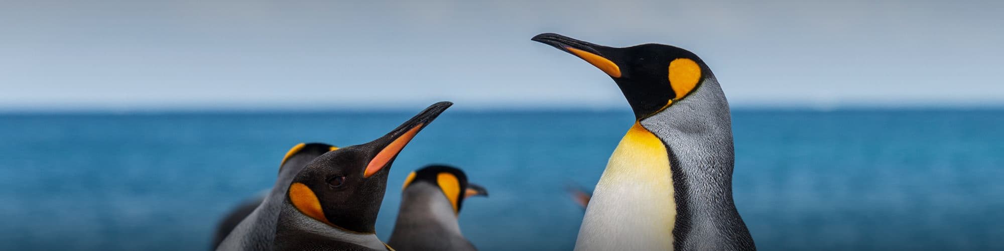 Observation animalière Antarctique © Kristof Chemineau