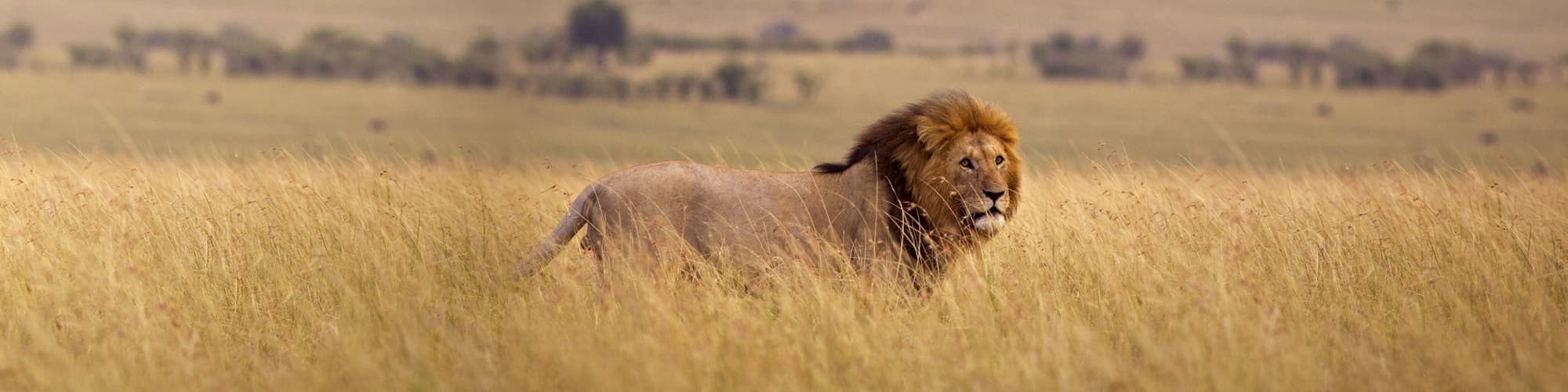 Voyage en famille Kenya © WL Davies / Istock