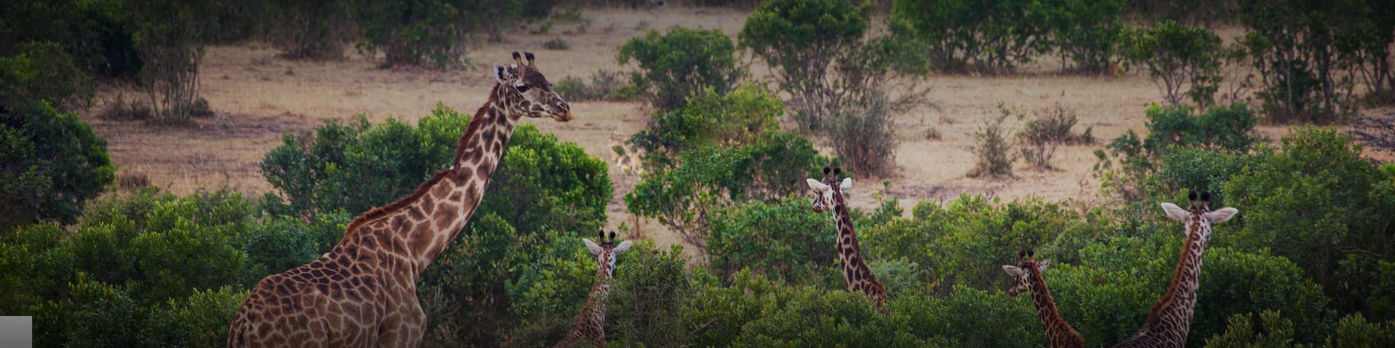 Voyage en groupe Togo © StanislavBeloglazov