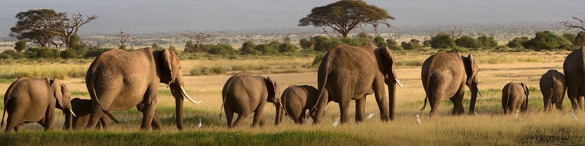 Safari en 4x4 Tanzanie © Nyiragongo / Adobe Stock