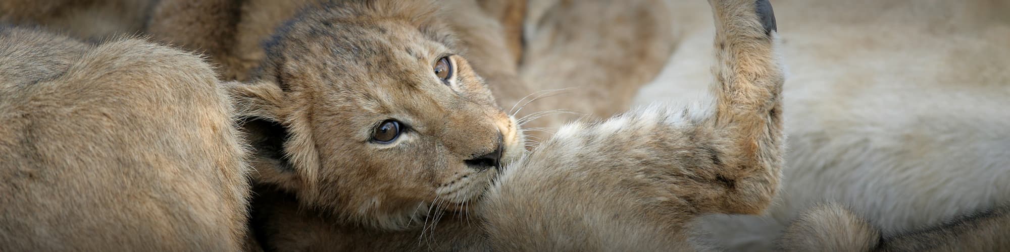 Safari en Afrique du Sud : trek, randonnée et voyage © Kirkman's Kamp Safari Lodge