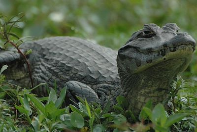 Observation animalière