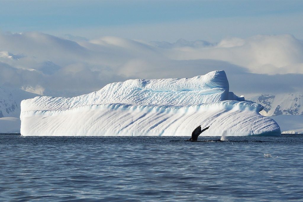 Voyage Au-delà du cercle polaire antarctique 3