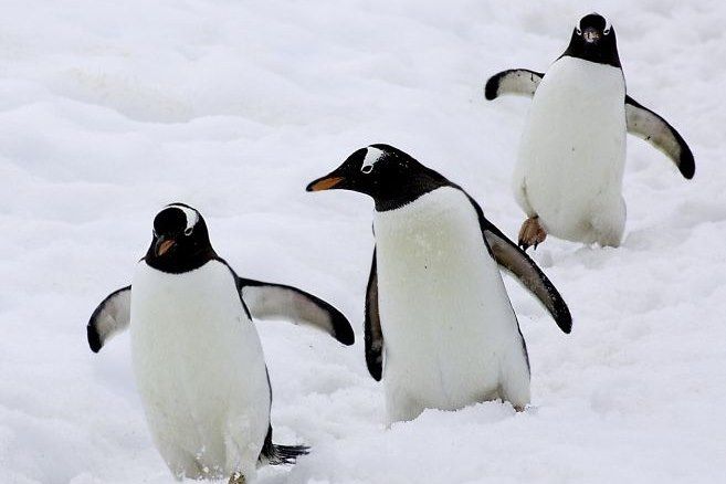 Voyage Antarctique Express : Survol du Drake 2