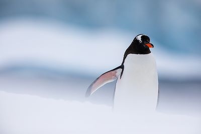 Voyage Antarctique