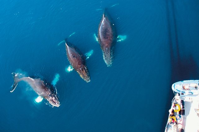 Voyage : L'Antarctique à la voile, entre faunes et glaces Voyage L'Antarctique à la voile, entre faunes et glaces
