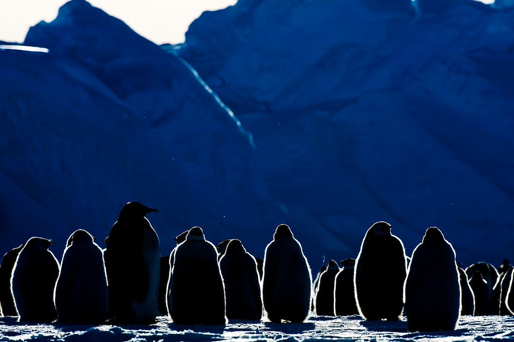 Voyage Antarctique