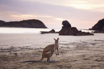 Observation animalière Australie