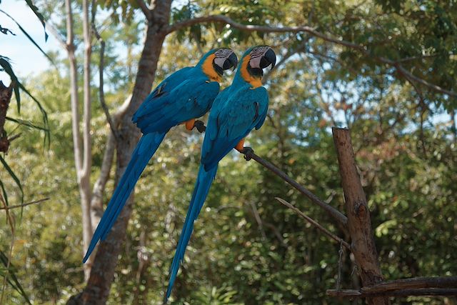 Voyage Amazonie, au rythme du Rio Negro