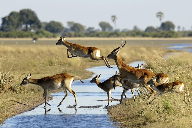 Voyage Botswana, rendez-vous en Terre africaine