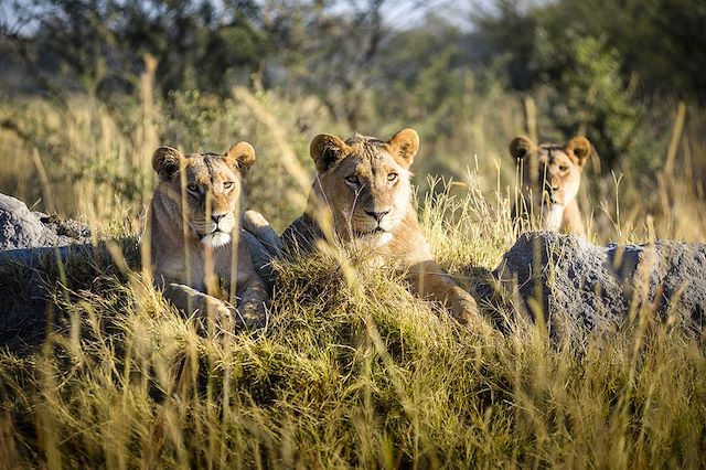 Okavango : Le Botswana vue d'en haut Voyage Le Botswana vue d'en haut