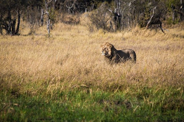 Voyage Du Kalahari à l'Okavango, une aventure magique