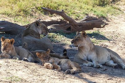 Voyage Brousse et Savane Botswana