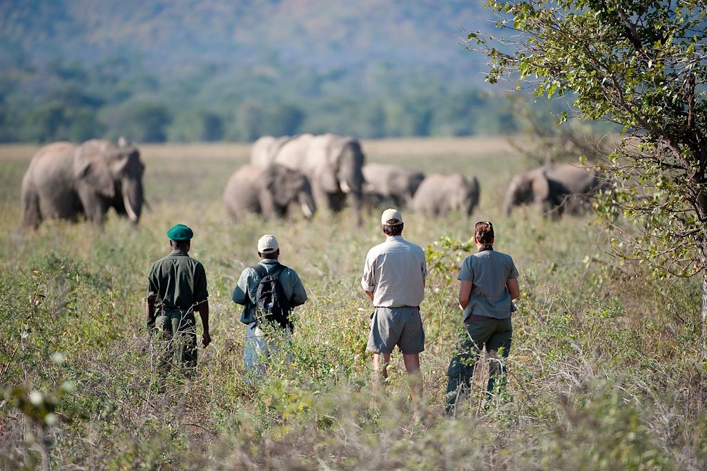 Safari à pied