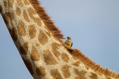 Safari Botswana