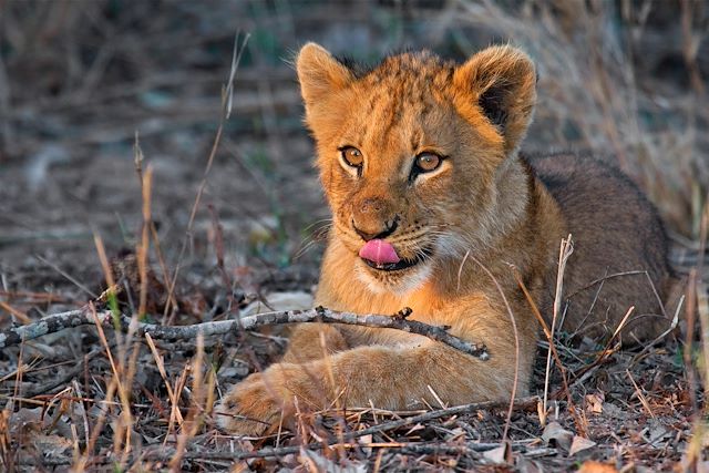 Voyage : Botswana : le paradis des petits explorateurs Voyage Botswana : le paradis des petits explorateurs