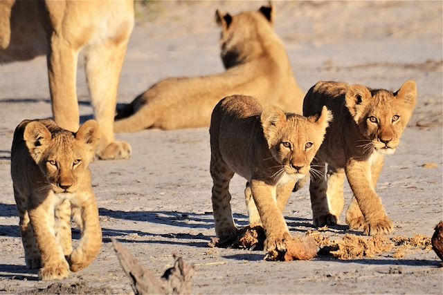 Voyage Safari authentique : guide botswanais francophone