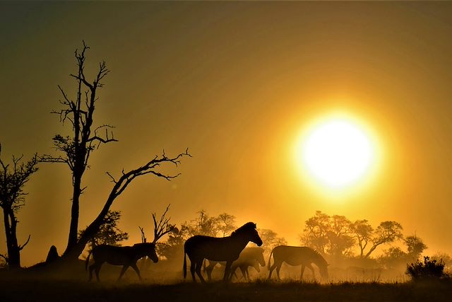 Voyage Safari authentique : guide botswanais francophone