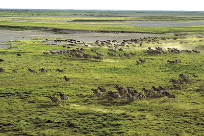 De l’Okavango à Makgadikgadi, la migration zébrée