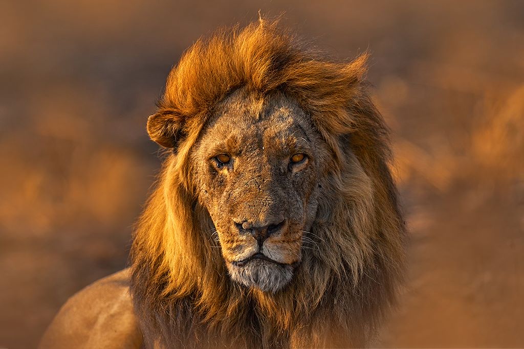 Voyage Botswana