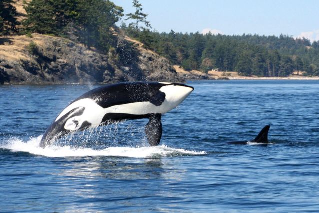 Voyage Kayak et baleines de l'île de Vancouver 3