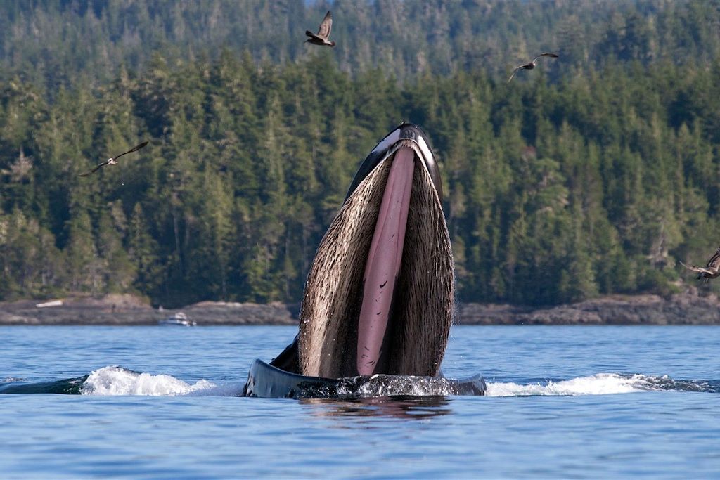 Voyage Kayak et baleines de l'île de Vancouver 3