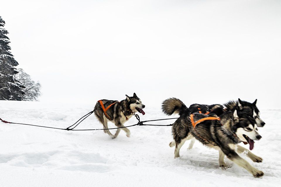 Voyage Traîneau à chiens dans les forêts du Québec