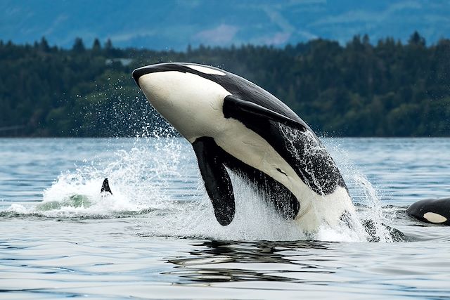 Voyage Découverte de l'île de Vancouver