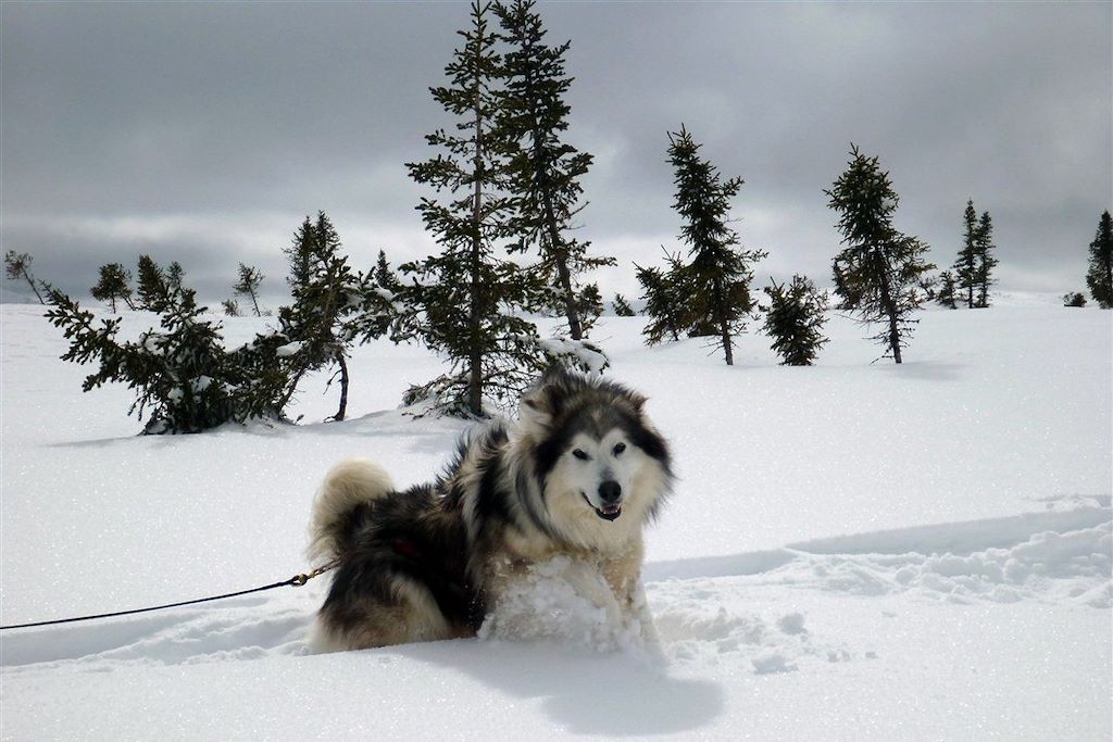 Voyage Aventure husky au Québec 3