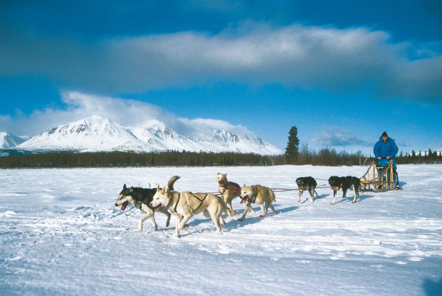 Voyage Yukon, l'appel du loup  2