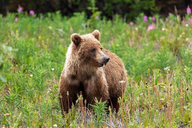 Voyage Rocheuses sans frontières, du Canada aux USA