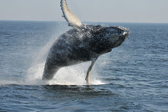 Voyage Baleines et orignaux du Québec