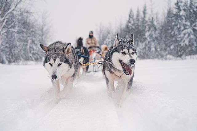 Voyage Traîneau à chiens dans les forêts du Québec