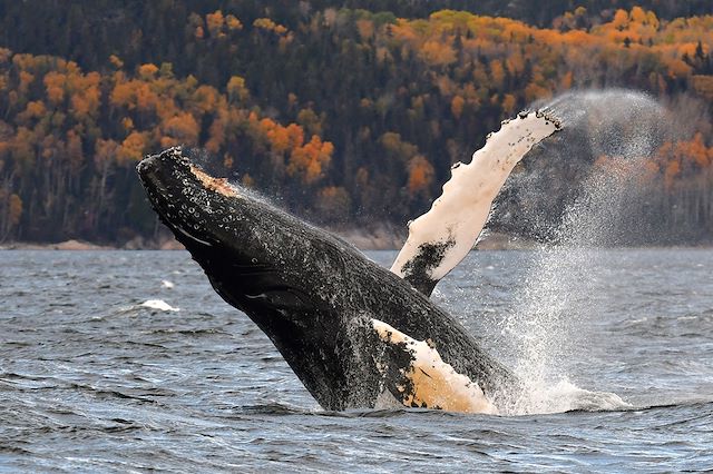 Voyage L’appel de l’automne québécois