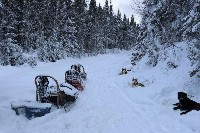 Voyage Traîneau à chiens dans les forêts du Québec