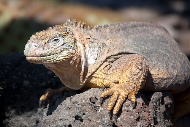 Bord de mer et îles : Ile de Pâques et Galápagos Voyage Ile de Pâques et Galápagos