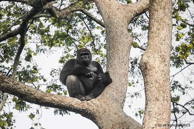 Voyage : Douce croisière au cœur du Congo Voyage Douce croisière au cœur du Congo