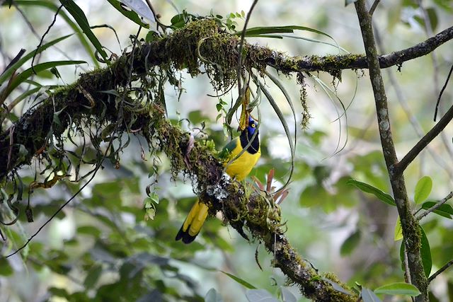 Observation animalière : Cîmes et Palmiers, la Colombie Grandeur Nature Voyage Cîmes et Palmiers, la Colombie Grandeur Nature