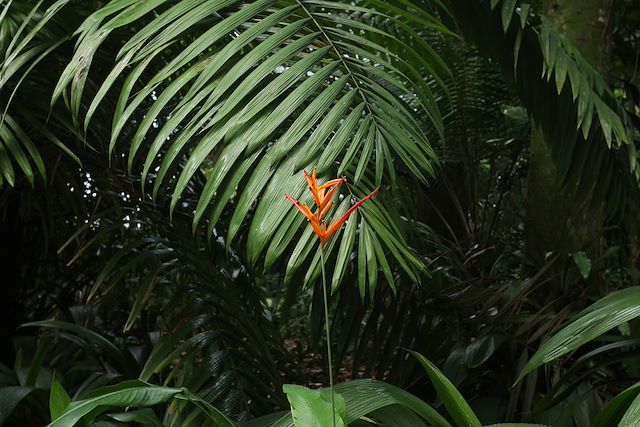 Observation animalière : Colombie secrète, entre faune, flore et lagons Voyage Colombie secrète, entre faune, flore et lagons