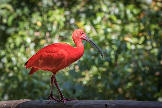 Observation animalière : Safari exotique en Colombie Voyage Safari exotique en Colombie