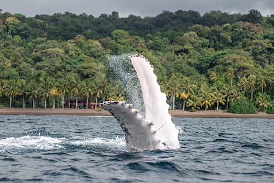 Safari exotique en Colombie