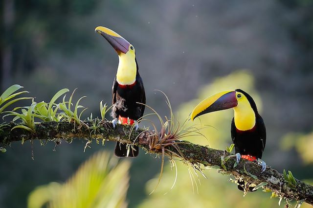Voyage : L'écotourisme de Boca Tapada à Nicoya Voyage L'écotourisme de Boca Tapada à Nicoya