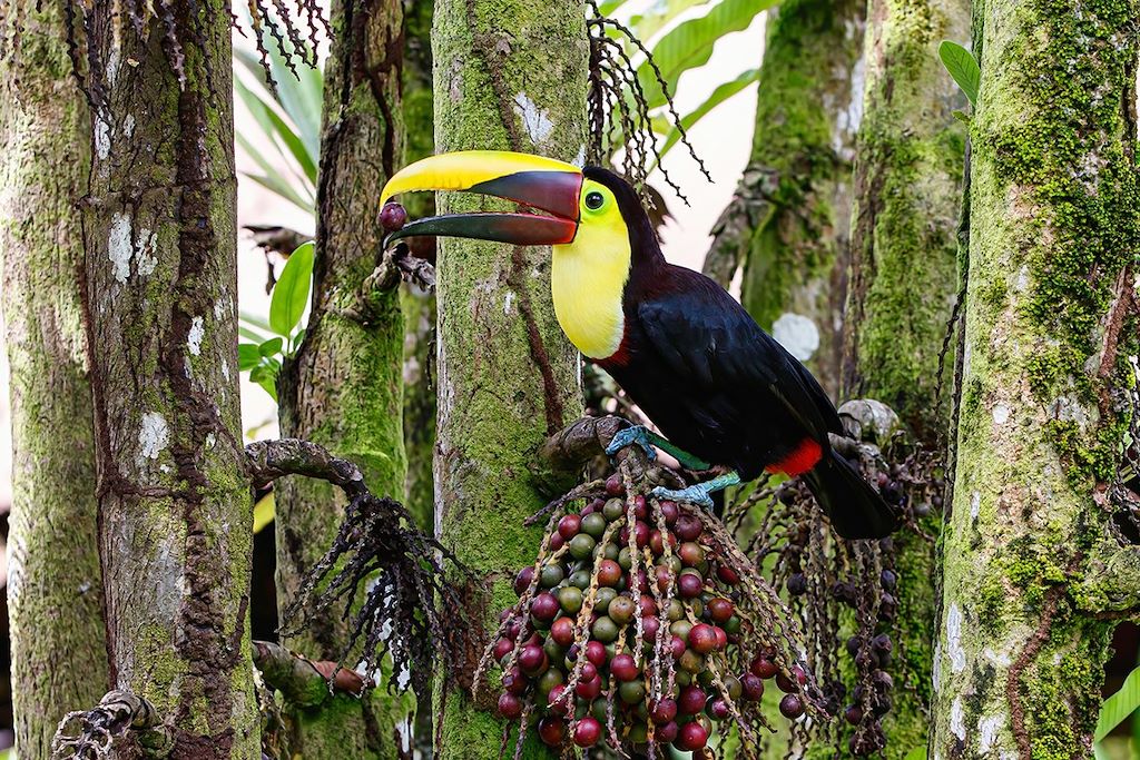 Voyage Cap sur le Corcovado, un nouvel Eldorado  2