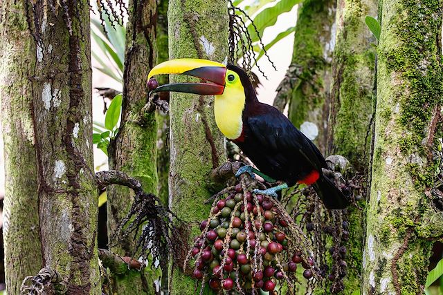 Voyage : Cap sur le Corcovado, un nouvel Eldorado Voyage Cap sur le Corcovado, un nouvel Eldorado