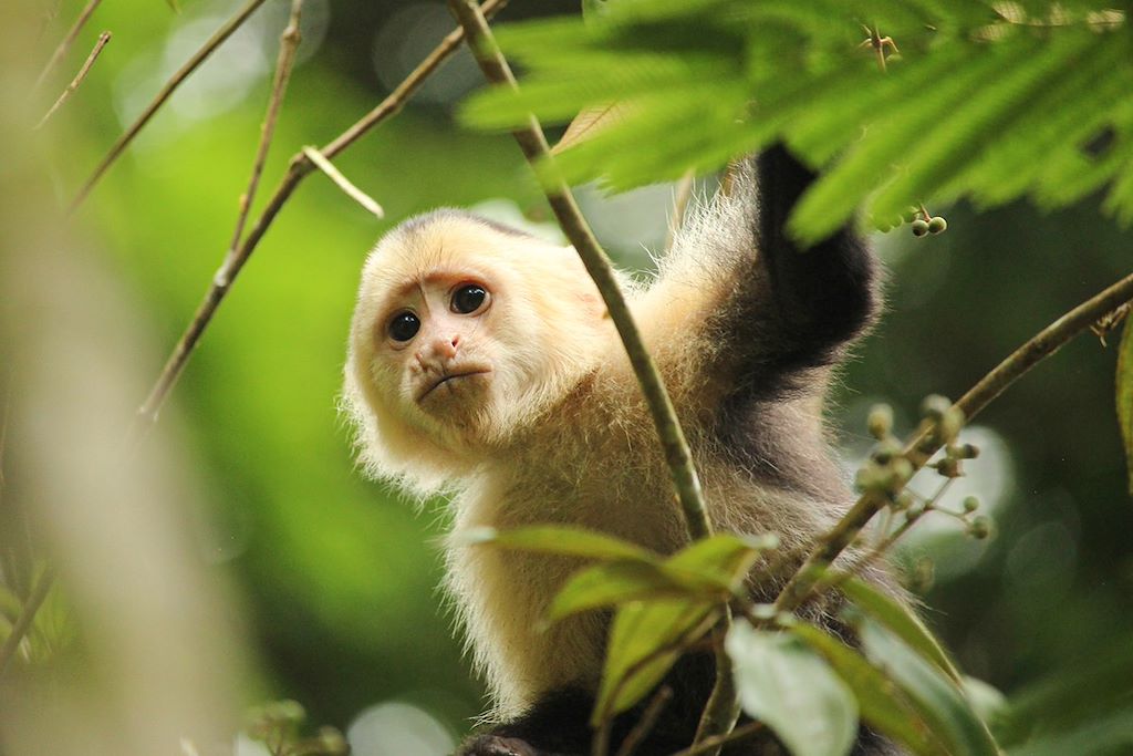 Voyage Corcovado