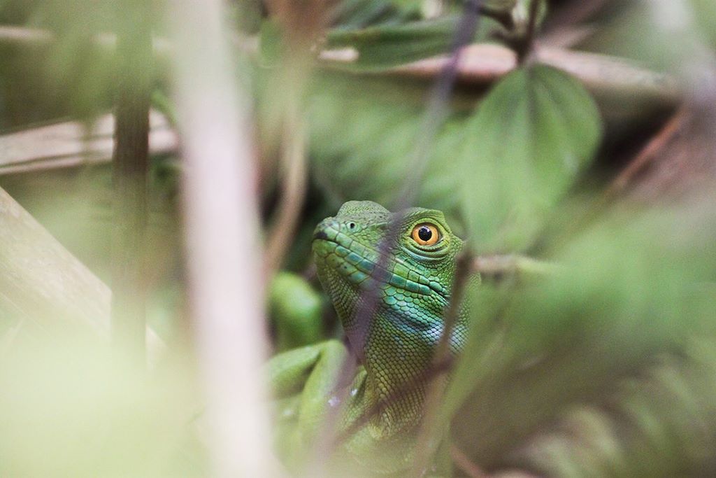 Voyage Costa Rica