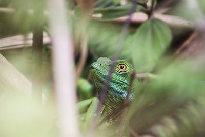 Voyage Forêts, collines, rivières et lacs Costa Rica