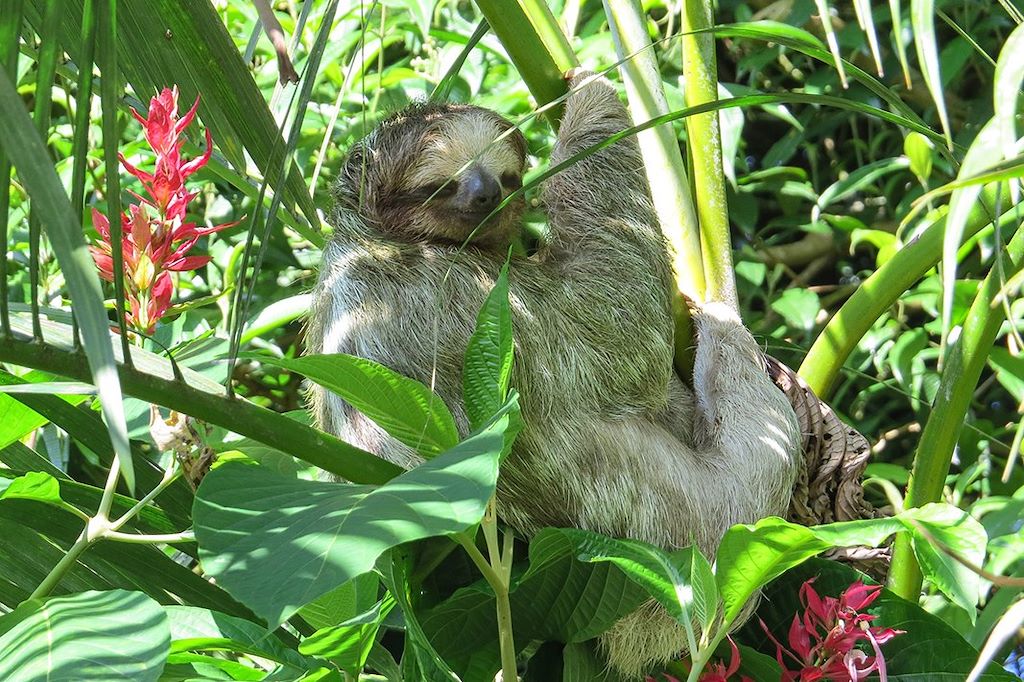Voyage Safari exotique au Costa Rica 2